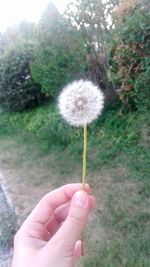 Close-up of hand holding dandelion