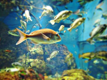 Close-up of fish swimming in aquarium