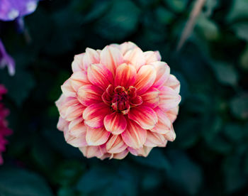 Close-up of pink dahlia flower