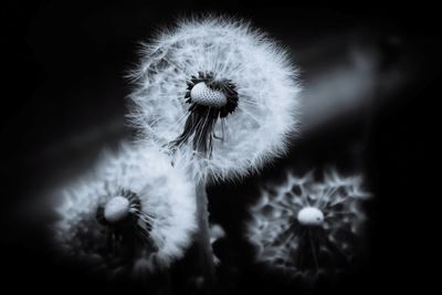 Close-up of dandelion against black background