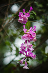 Close-up of pink flowers blooming outdoors