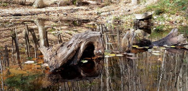 View of an animal on wood in forest