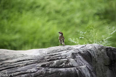 Bird perching on rock