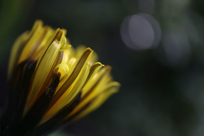 Close-up of yellow flowering plant - dandelion 