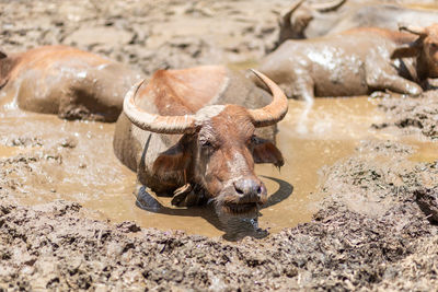 Buffalo standing on field