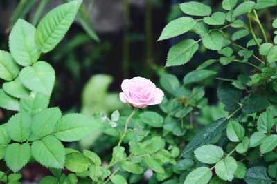 Close-up of pink flowering plant