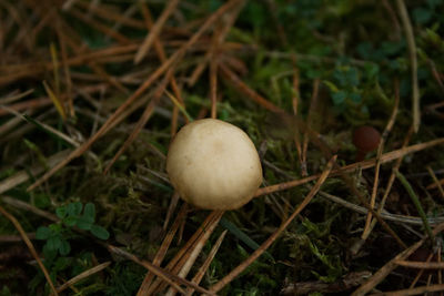 Close-up of mushrooms growing on tree