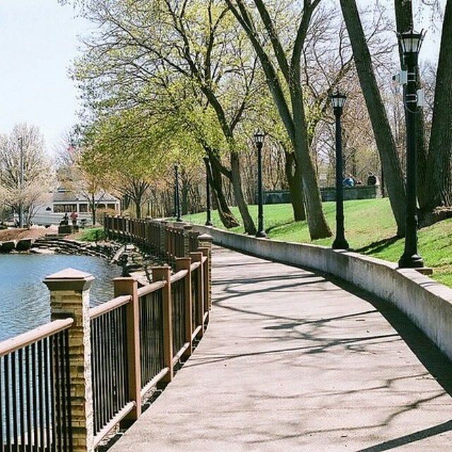 tree, railing, the way forward, boardwalk, tranquility, footbridge, wood - material, water, built structure, walkway, tranquil scene, nature, growth, beauty in nature, footpath, day, diminishing perspective, outdoors, sunlight, narrow