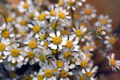 Close-up of daisies