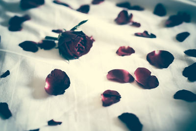 Close-up of berries on table