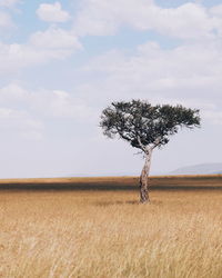 Tree on field against sky