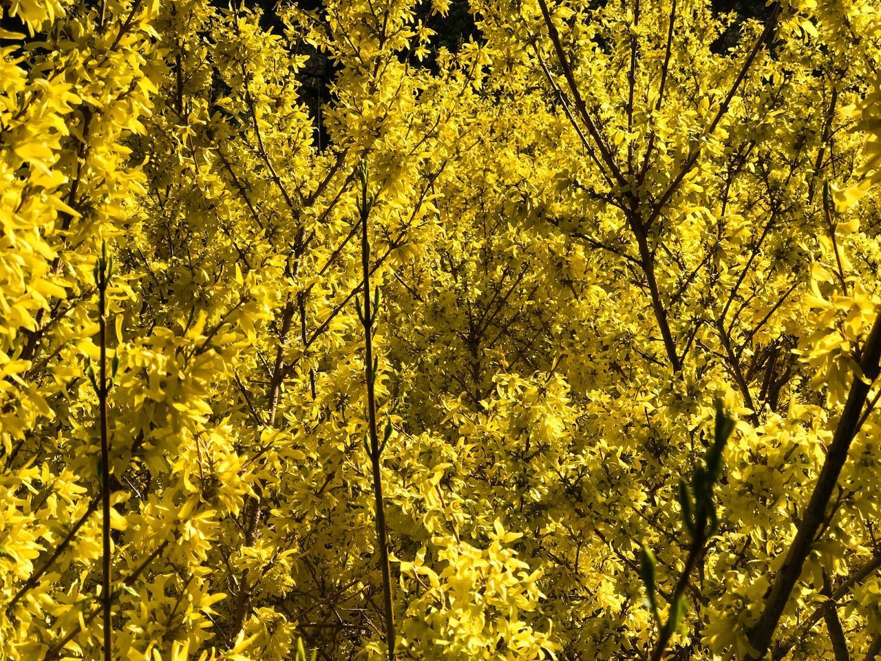 LOW ANGLE VIEW OF YELLOW FLOWERING PLANTS