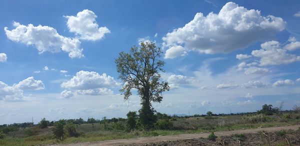 Trees on field against sky