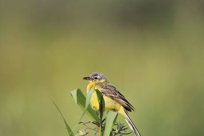 Close-up of bird perching on a plant