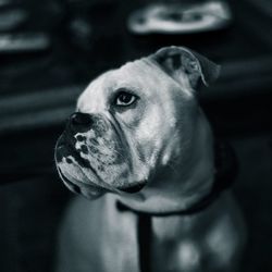 Close-up of dog looking away