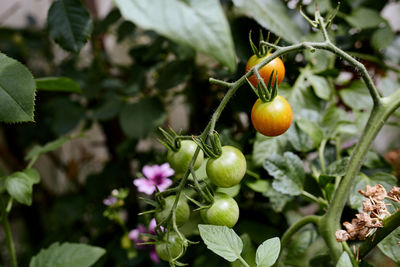 Close-up of fruit growing on plant