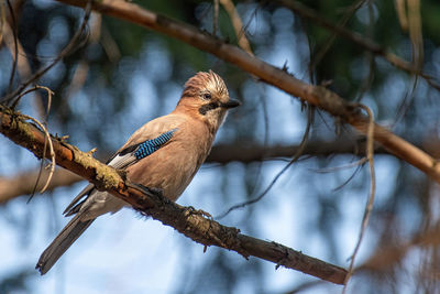 Close-up of bird perching on branch