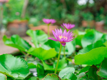 Close-up of pink flowering plant