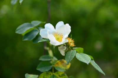 Close-up of white flower blooming outdoors