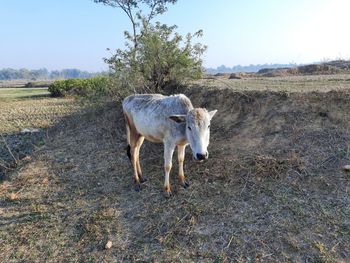 View of horse on field against sky