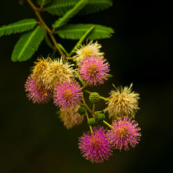 Close-up of pink flowers