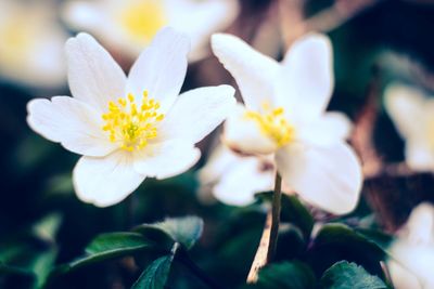 Close-up of white flowering plant