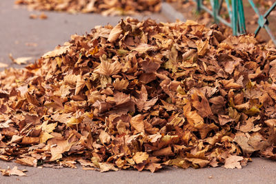 Close-up of dried autumn leaves on land