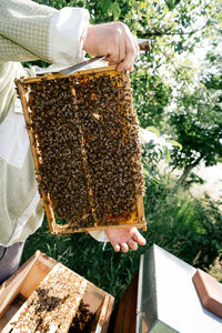 Close-up of bee