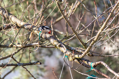 Great spotted woodpecker stalks a bird feeder