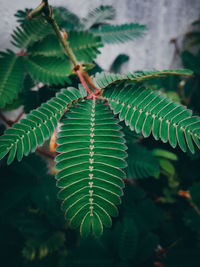 High angle view of fern leaves