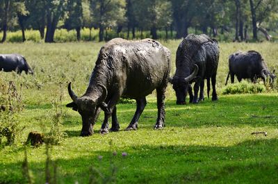 Horses grazing on field