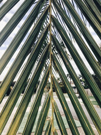 Low angle view of palm trees