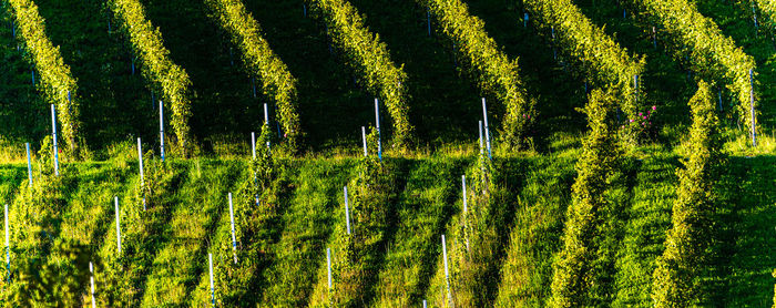 Plants growing on field