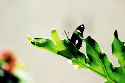 Close-up of insect on plant