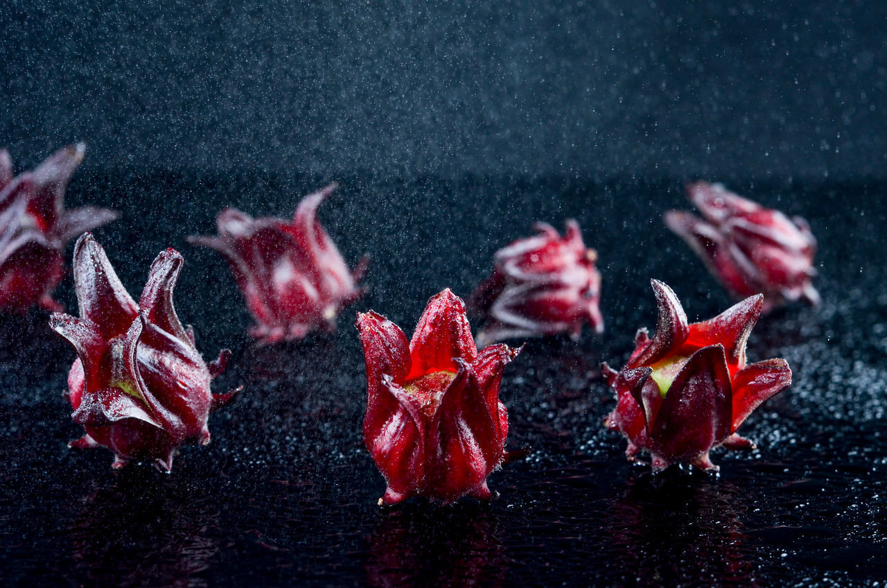 CLOSE-UP OF FRESH FLOWERS IN WATER