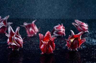 Close-up of flowers in water