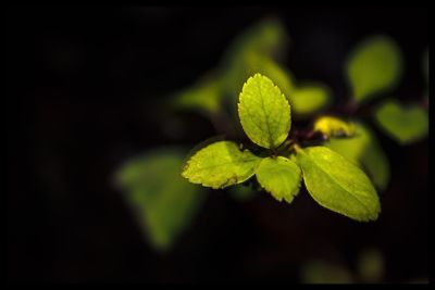 Close-up of green leaves