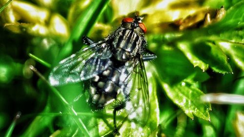 Close-up of insect on plant