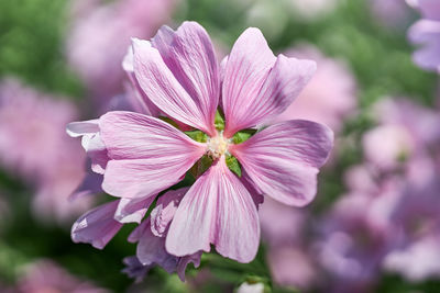 Close-up of pink flowering plant