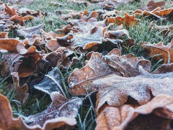 Close-up of dry autumn leaves