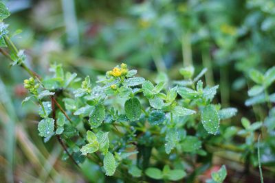 Close-up of flowering plant with dew drops