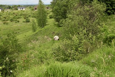 Scenic view of grassy field