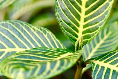 Close-up of green leaves