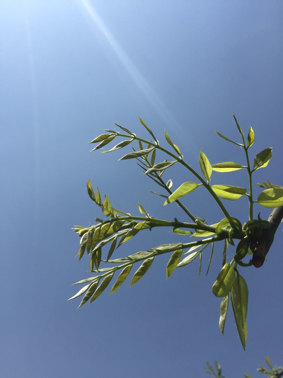 leaf, growth, low angle view, sunbeam, sun, sunlight, nature, plant, beauty in nature, sky, clear sky, freshness, lens flare, green color, fragility, close-up, day, stem, sunny, tranquility