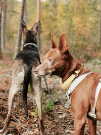 View of two dogs on field