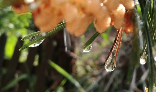 Close-up of water drops on grass