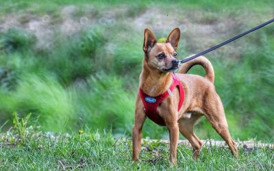 Portrait of dog on grass