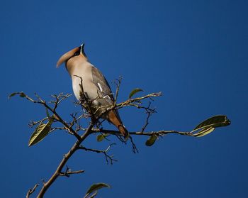 Low angle view of bird perching on bare tree against blue sky