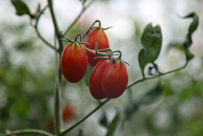 Close-up of red tomatoes growing on plant