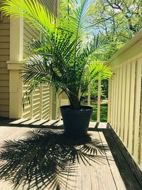 Potted plants in yard